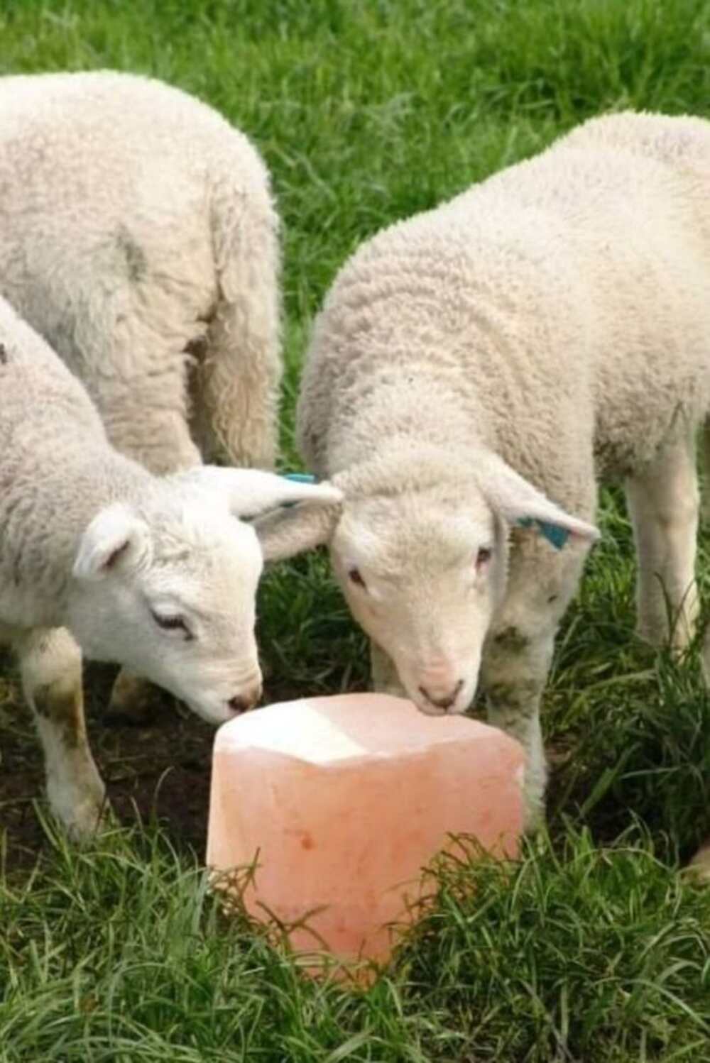 sheep eating Himalayan animal lick salt homepage