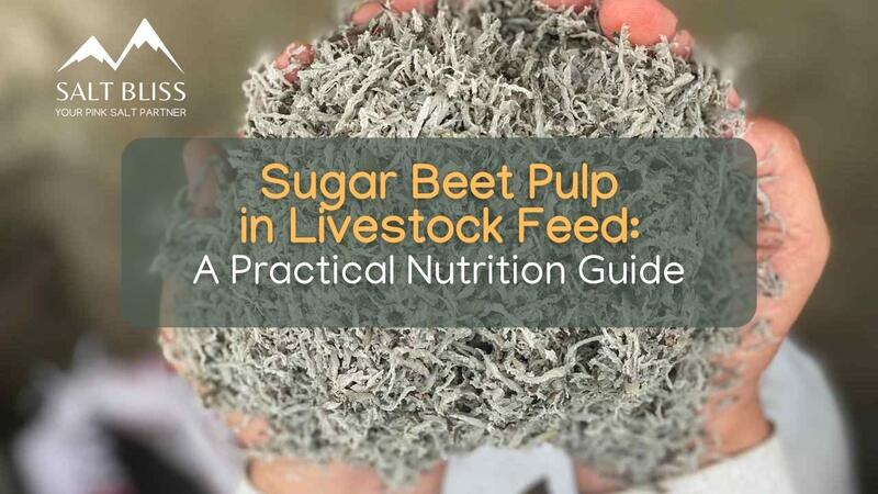 sugar beet pulp Livestock