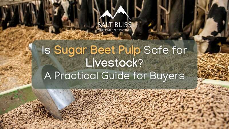 Sugar beet pulp for livestock